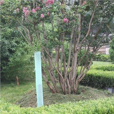 Pelindung Anggur Anggur